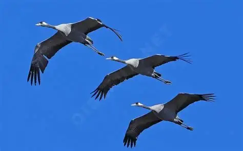 Oip